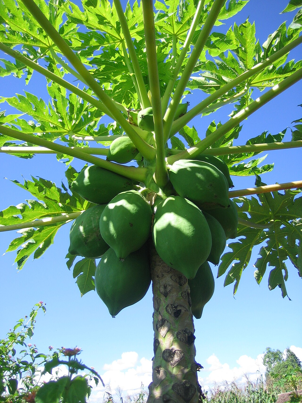 Pawpaw - Porter farm. Luxuriant growth of PawPaw on arborloo pit. Photo by: Peter Morgan in 15. March 2006, Zimbabwe.