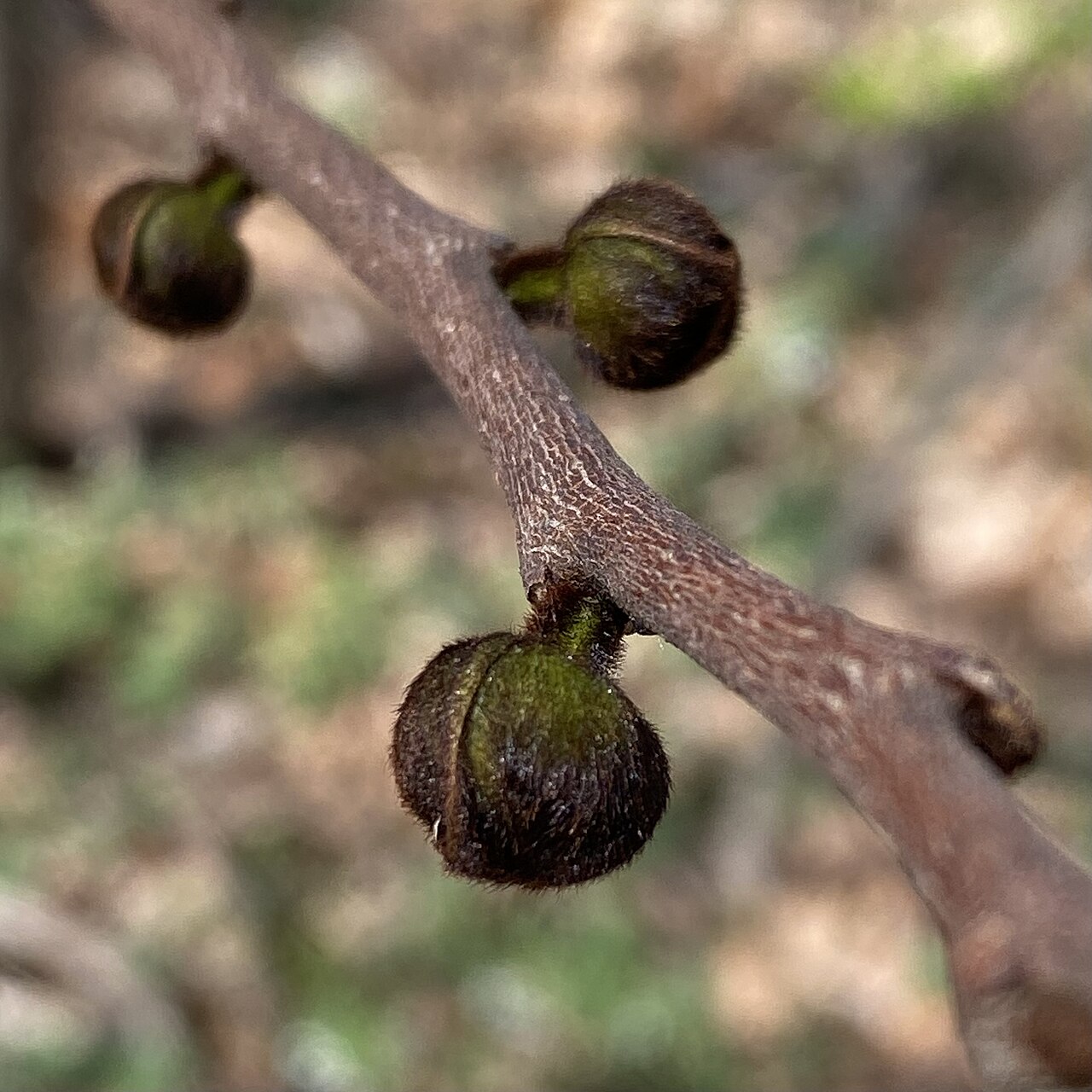 Pawpaw - Paw Paw (Asimina triloba) flower buds on a stem of a small paw paw tree in a shaded grove in Central Indiana.