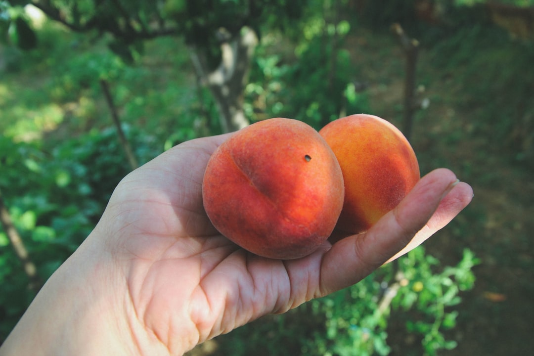 Peach - two fruits on palm