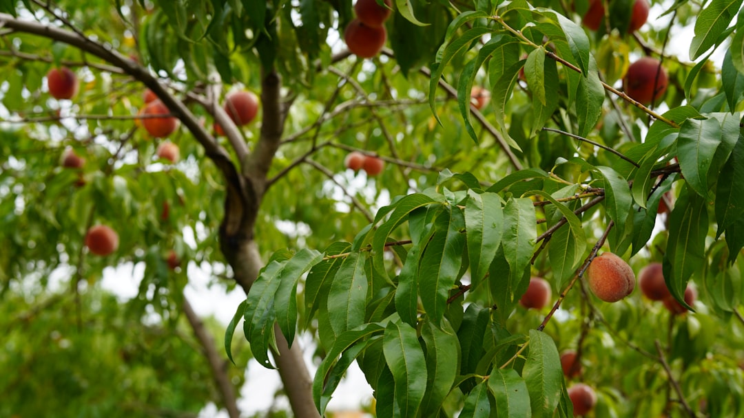 Peach - a tree with fruits on it