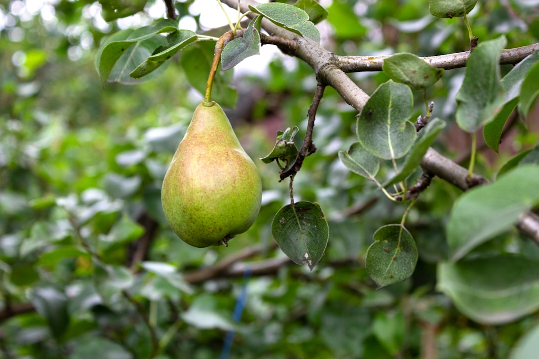 Pear - a green pear hanging from a tree branch