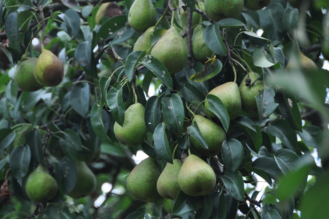 Pear - Pears hang from a tree branch.