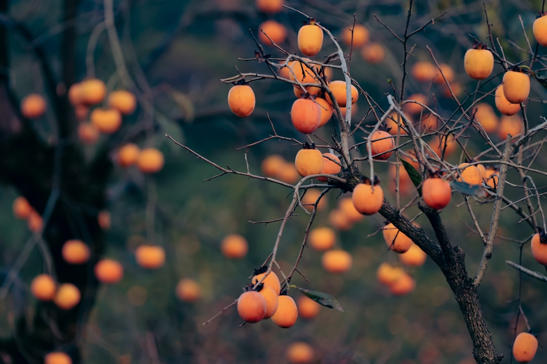 Persimmon - a bunch of oranges are growing on a tree