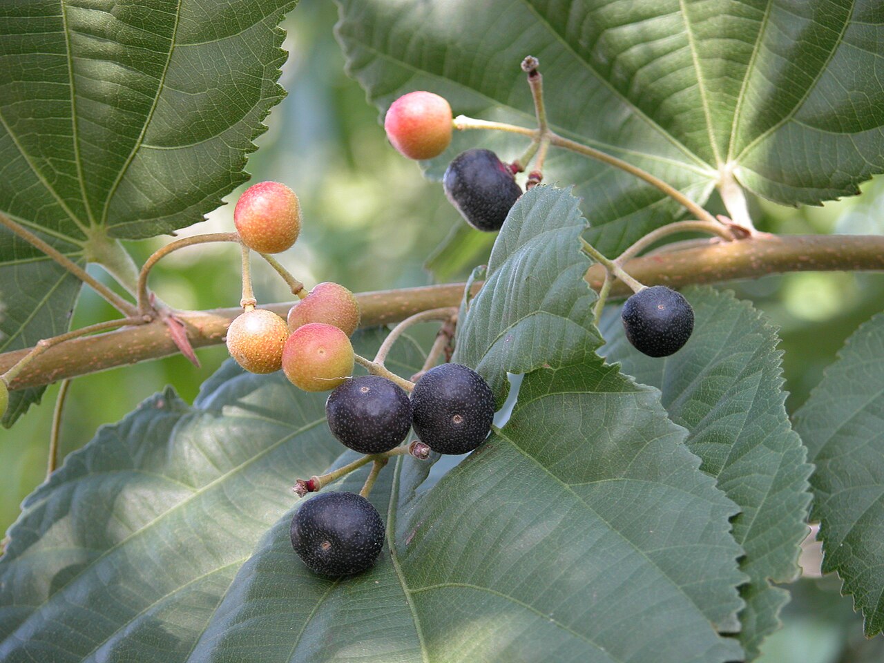Phalsa - The Phalsa tree (Grewia asiatica / Tiliaceae) is located in the Ghosh Grove, Rockledge, Florida.