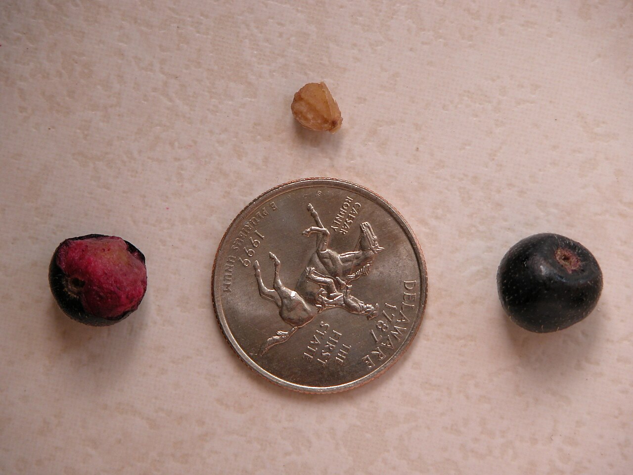 Phalsa - The Phalsa tree (Grewia asiatica / Tiliaceae) is located in the Ghosh Grove, Rockledge, Florida.