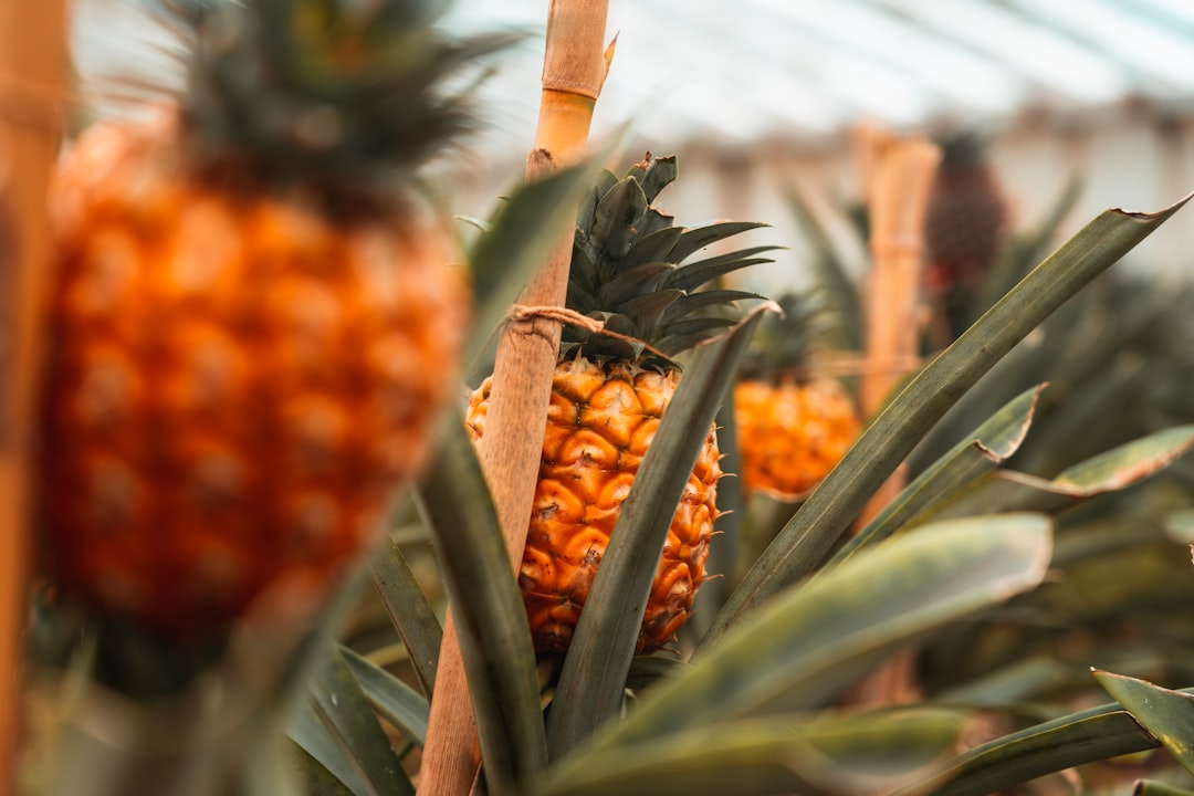 Pineapple - A bunch of pineapples in a greenhouse