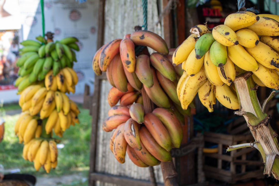 Plantain - Bananas of various colors hang together.