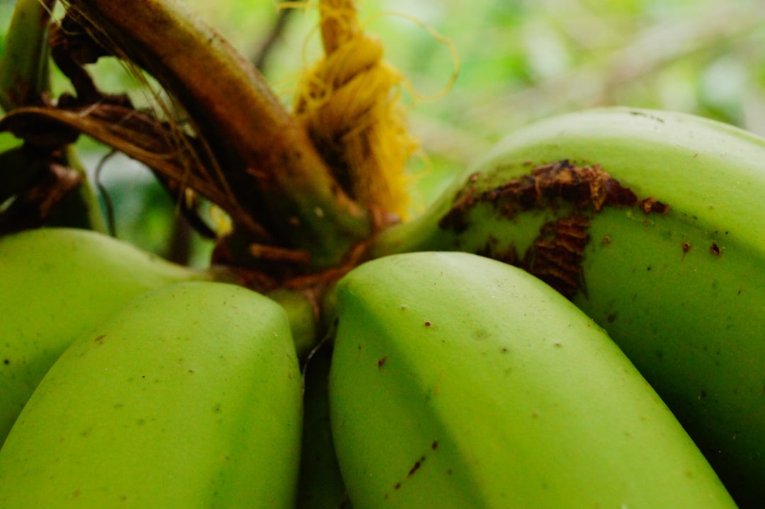 Plantain - a bunch of green bananas hanging from a tree