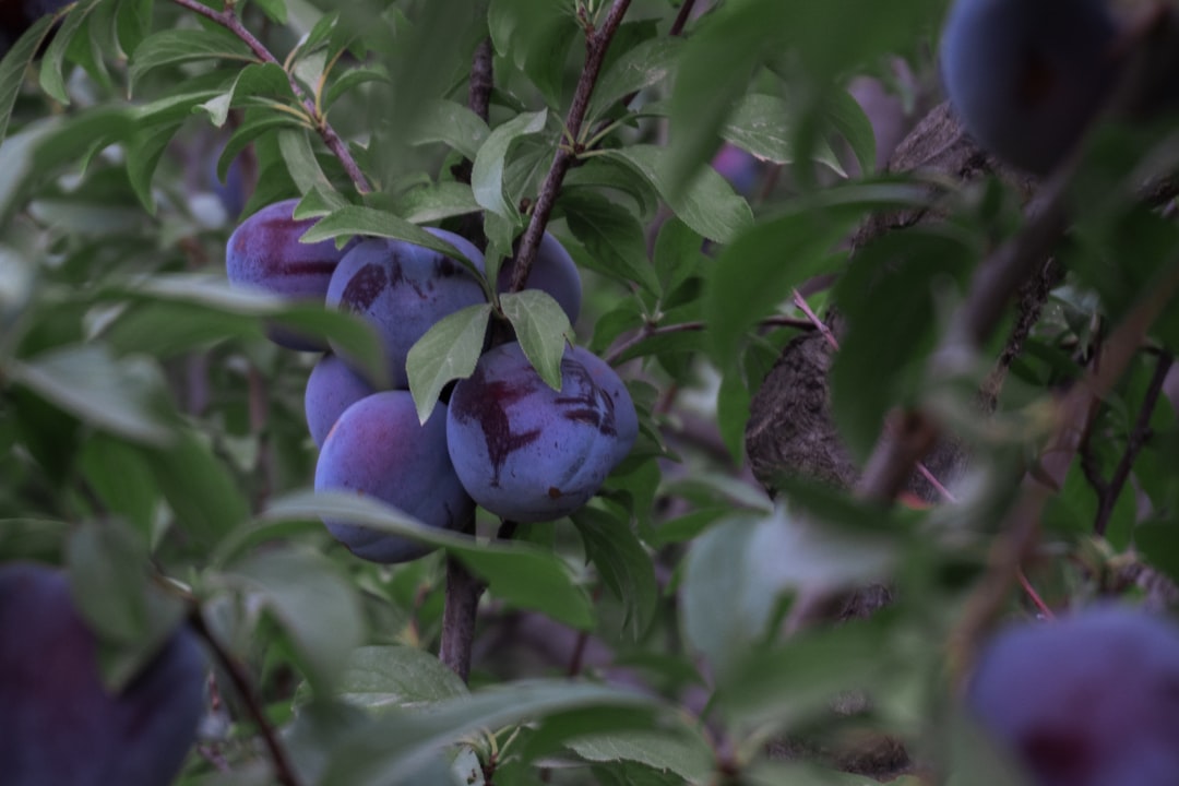 Plum - purple flower on brown soil