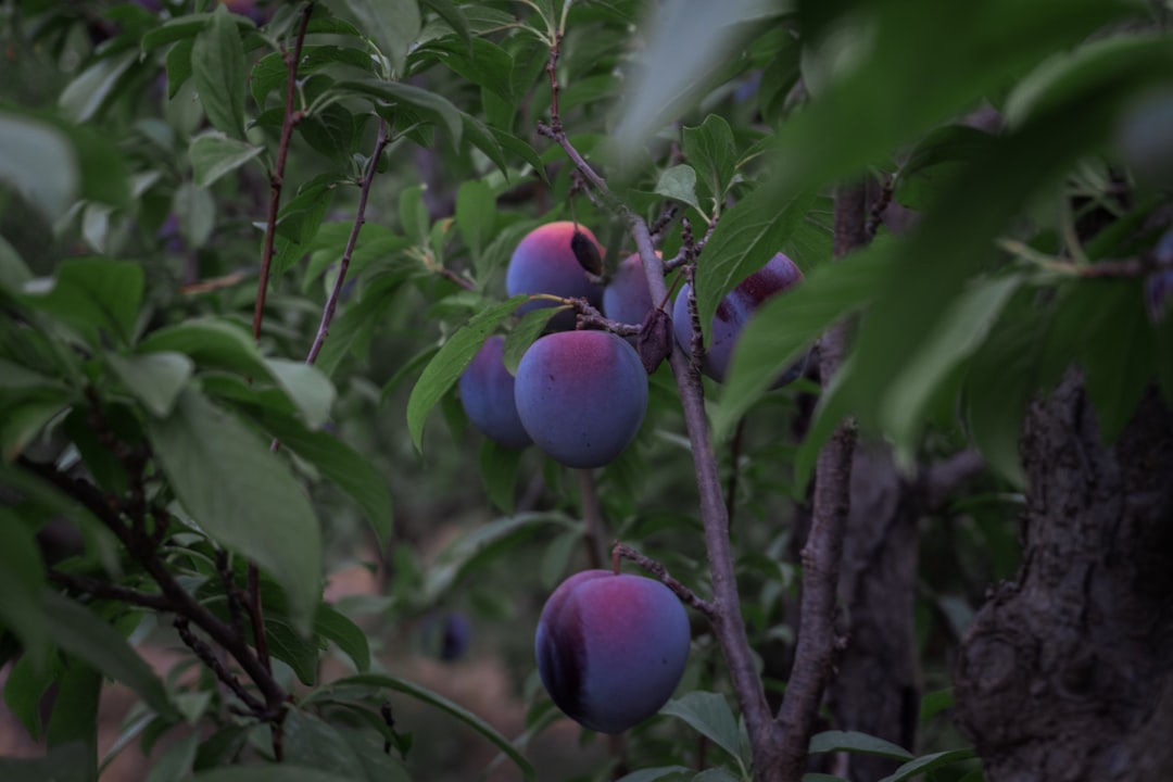 Plum - blue round fruits on tree