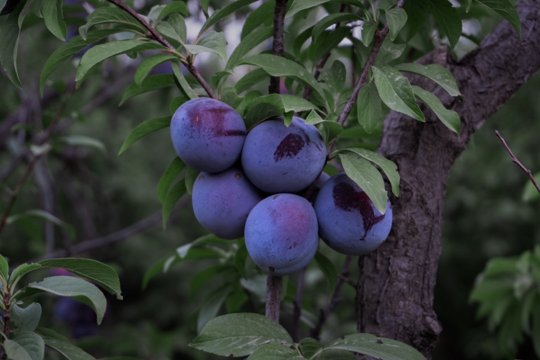 Plum - purple round fruits on tree