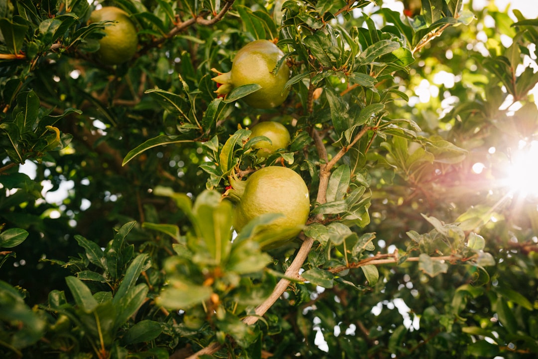 Pomegranate - an apple tree filled with lots of green apples