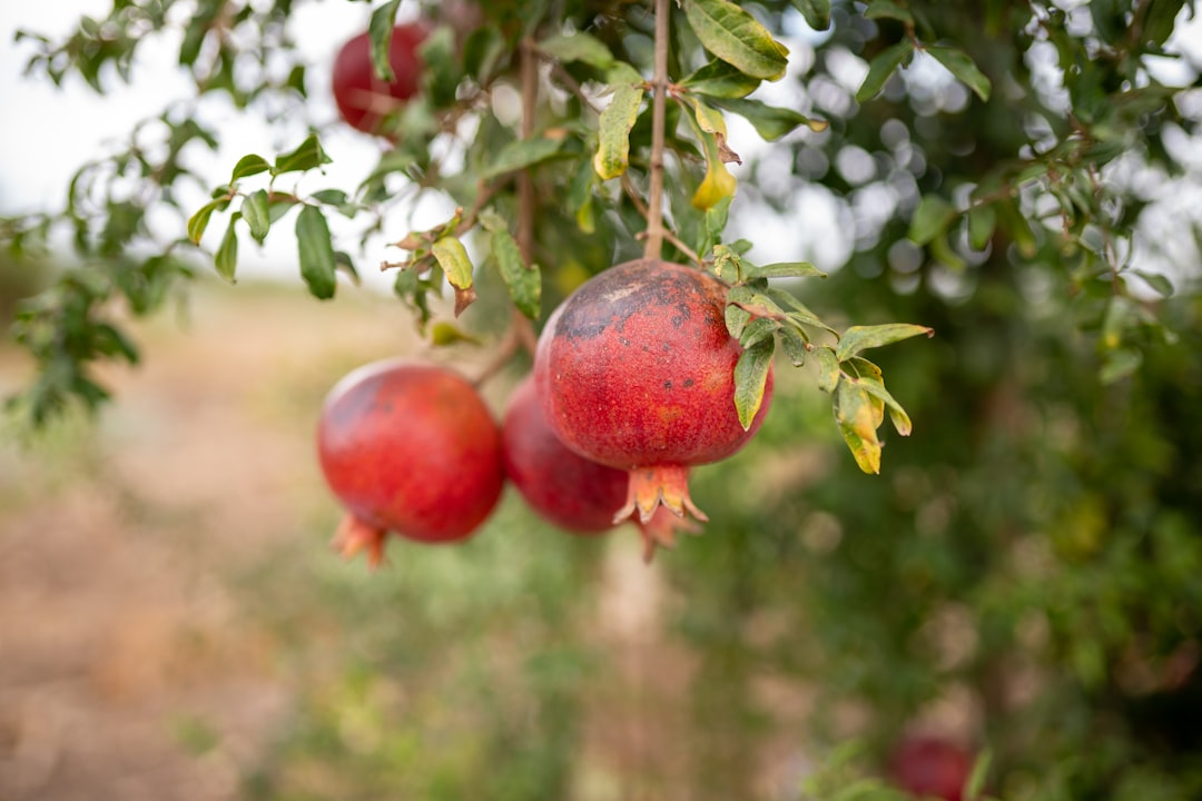 Pomegranate - a bunch of pomegranates hanging from a tree
