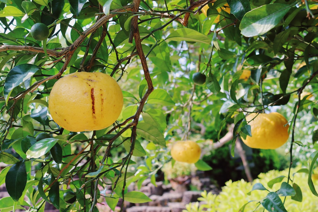 Pomelo - a tree with fruit growing on it