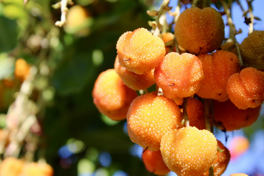 Pulasan - Orange berries hanging from a tree branch.