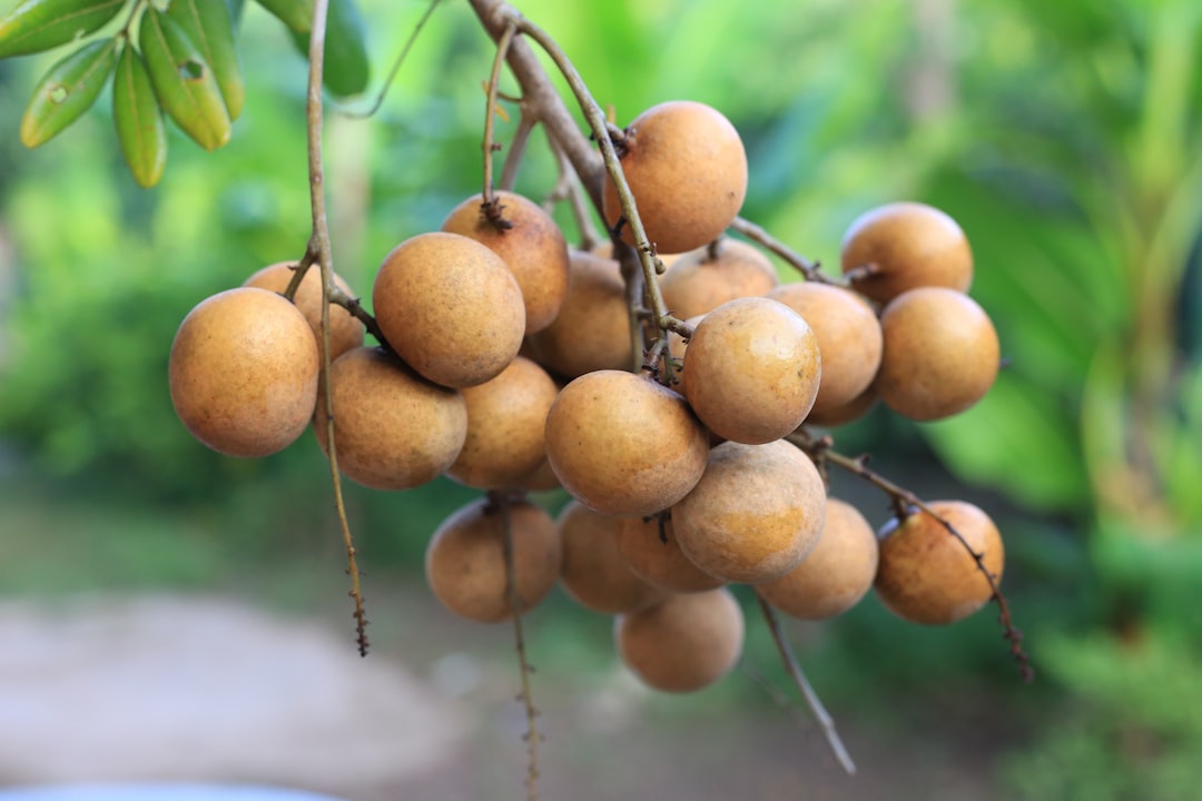 Pulasan - A bunch of fruit hanging from a tree