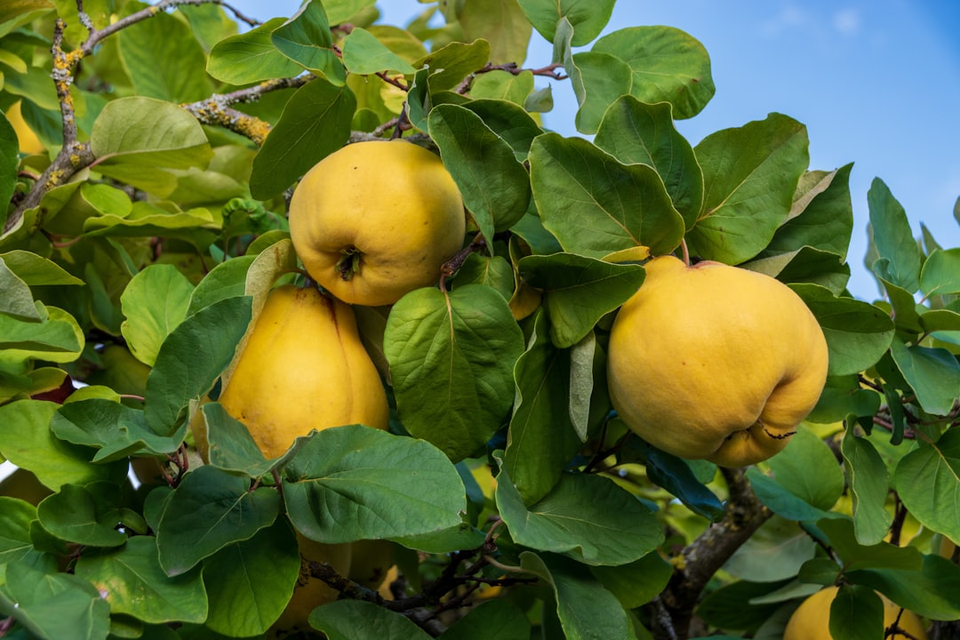 Quince - Three ripe quinces hang from a tree branch.