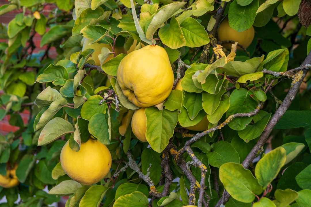 Quince - Yellow quinces ripening on a tree branch.
