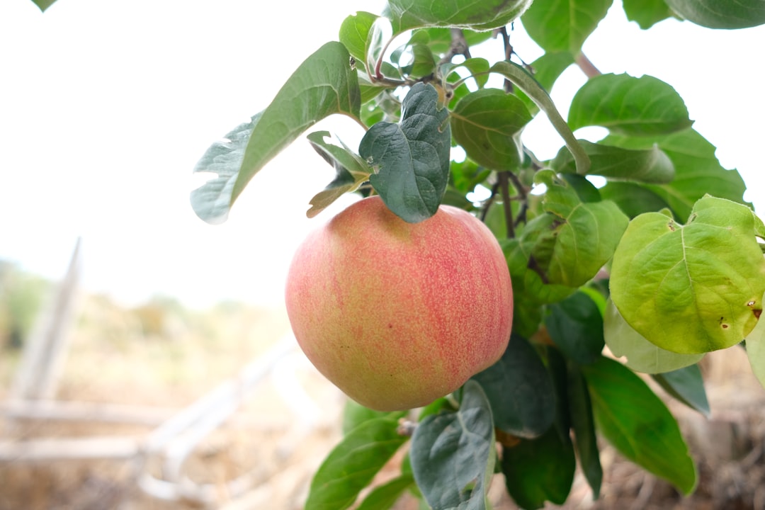 Quince - a fruit on a tree