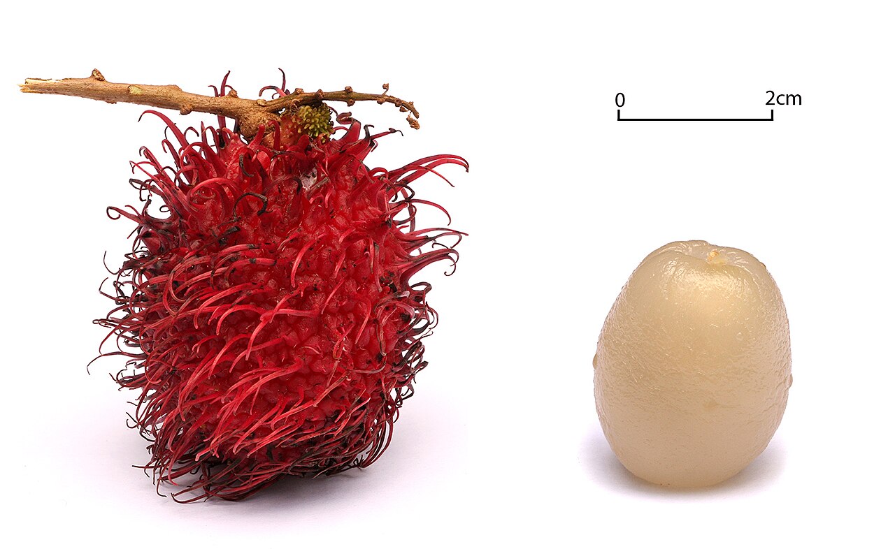 Rambutan - Rambutans on a white background.