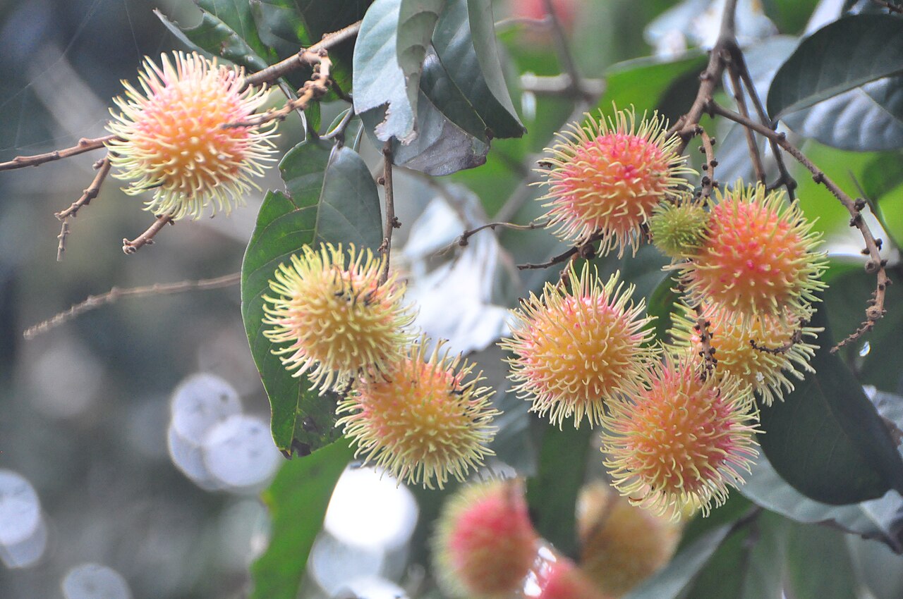 Rambutan - Nephelium lappaceum Fruit: The fruit is 1" wide. The red skin is covered in soft, hairy spines. The skin slips off very easily to reveal white pulp surrounding one brown seed. The texture and flavor are reminiscent of a sweet grape.
