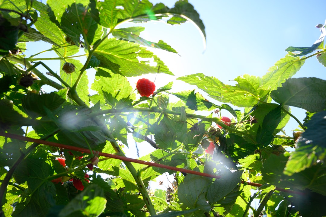 Raspberry - red flower buds with green leaves during daytime