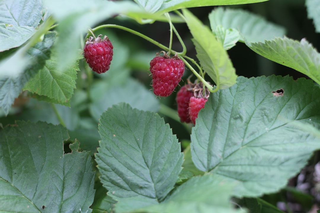 Raspberry - a group of raspberries on a plant