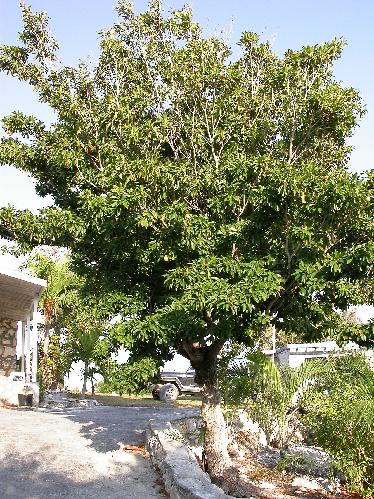 Sapodilla - Sapodilla (Manilkara zapota) tree growing in Eleuthera, Bahamas.