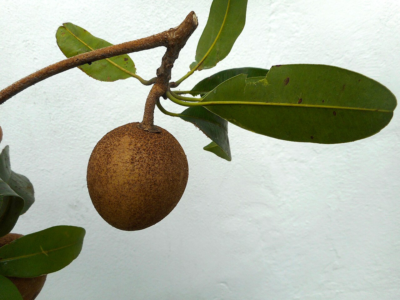 Sapodilla - Manilkara zapota - Nispero (sapodilla) fruit and leaves
