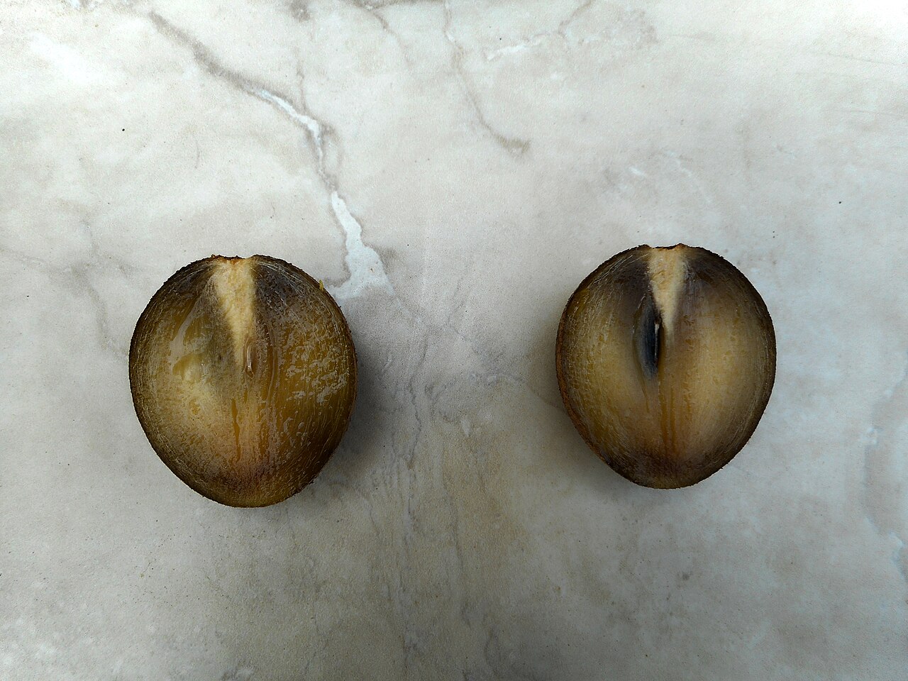 Sapodilla - Manilkara zapota - Nispero fruit cut in two