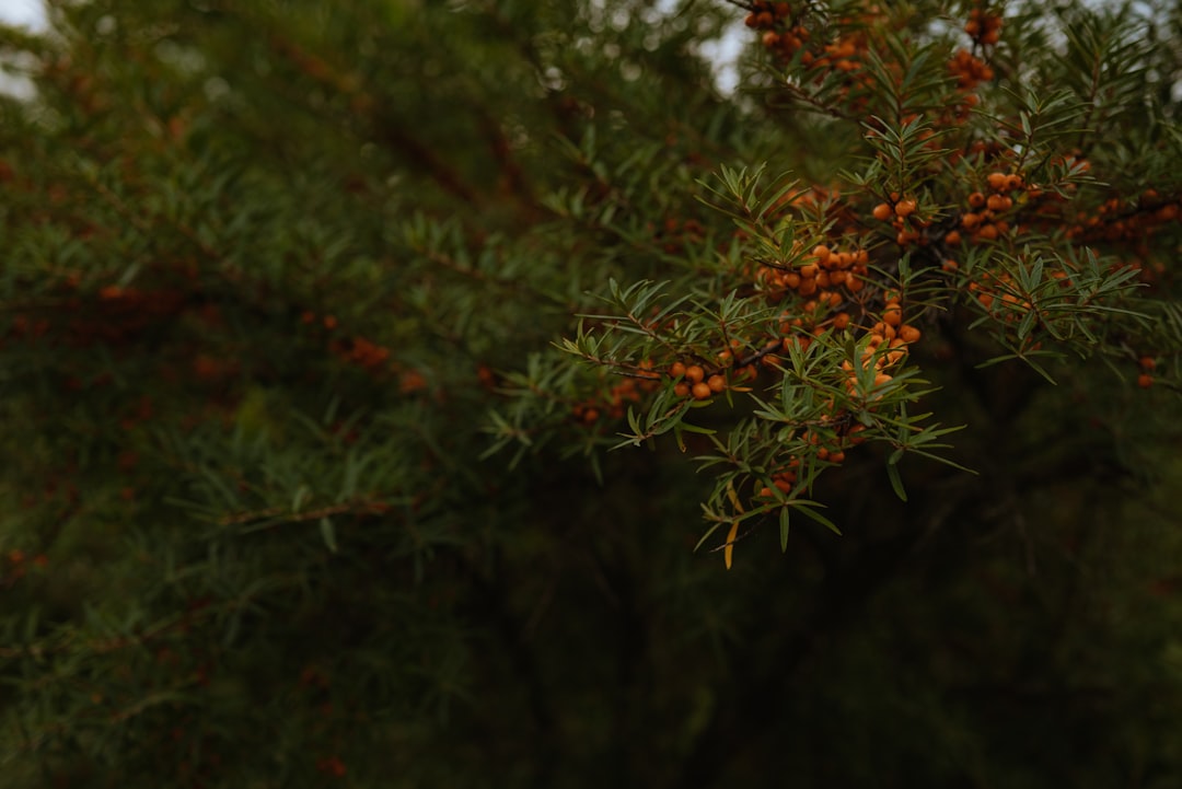 Sea Buckthorn - Close up of orange berries on a green bush