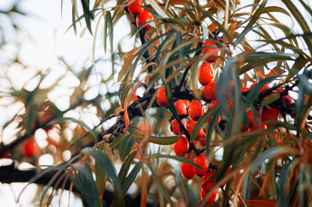Sea Buckthorn - Orange berries on a branch with green leaves