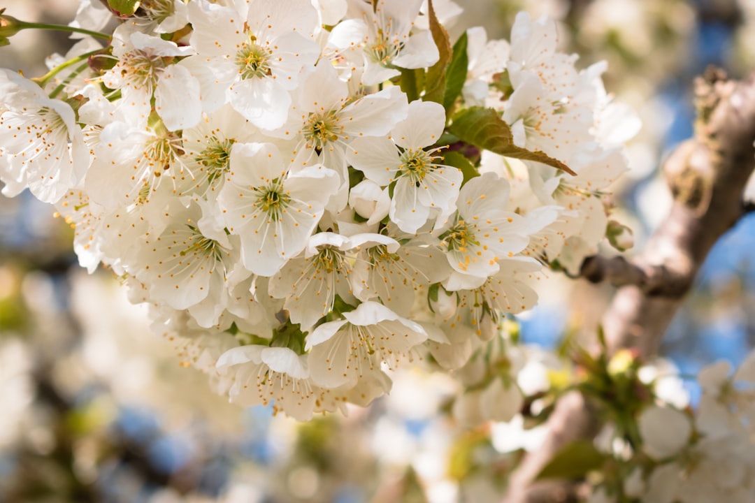 Sour Cherry - a bunch of white flowers on a tree