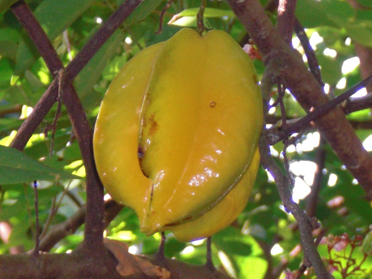 Star Fruit - carambola -- star fruit