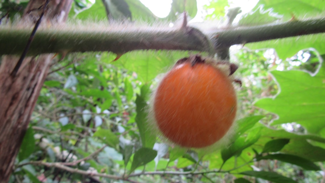 Tamarillo - a close up of a fruit on a tree branch