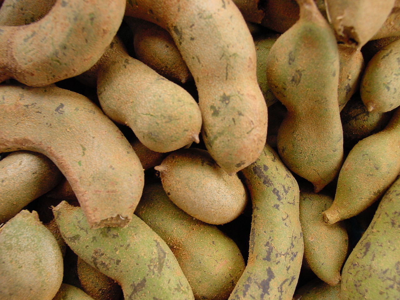 Tamarind - Native Philippine Tamarind