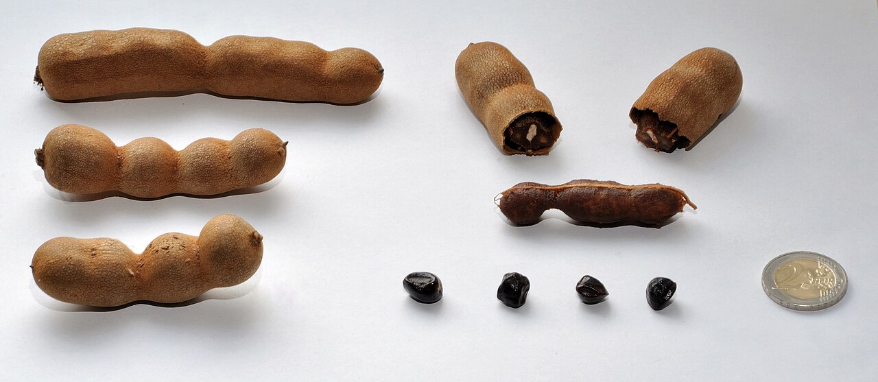 Tamarind - Tamarinds (Tamarindus indica) from Thailand – shucks, fruit flesh and pips