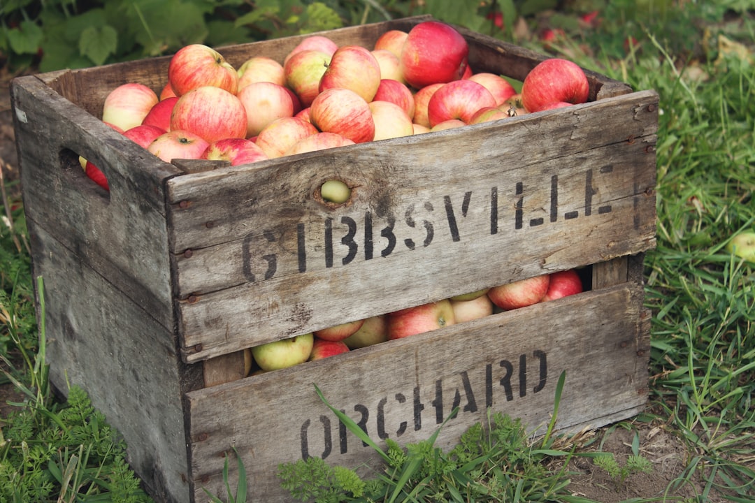 Wood Apple - a wooden crate filled with lots of apples
