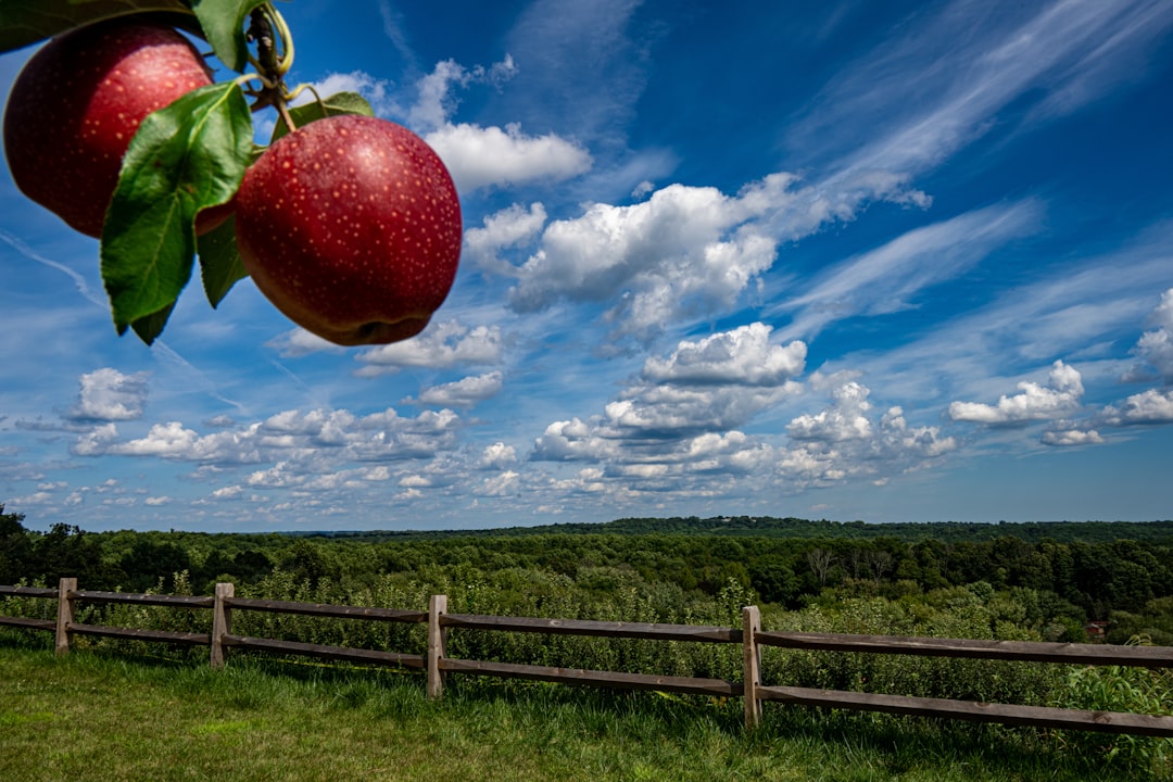 Wood Apple - a wooden fence with two apples hanging from it