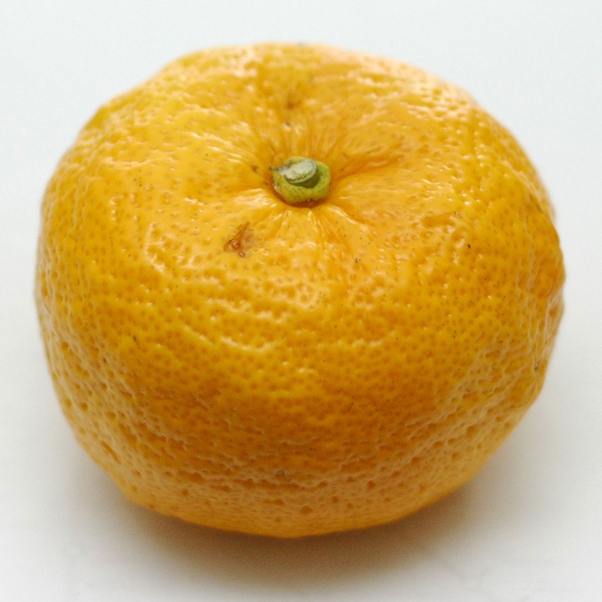 Yuzu - A large ripe Japanese Yuzu hybrid citrus fruit.